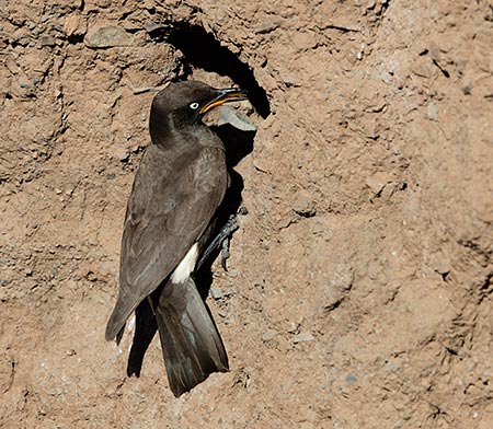 Pied Starling at nest hole